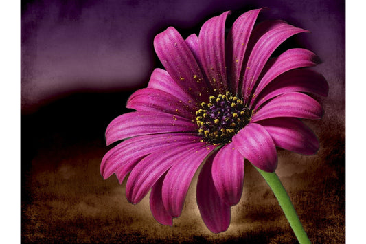 Pink Bloom Daisy Flower Flowers Floral Canvas Art Wall Picture Or Gloss Print