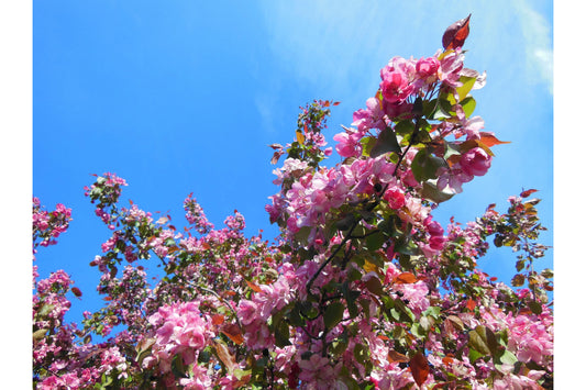 Pink Bloosom Tree Turquoise Blue Canvas Art Wall Picture Or Gloss Print