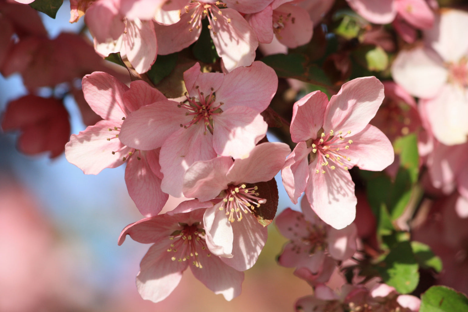 Pink Blossom Tree Flower Canvas Art Wall Picture Or Gloss Print