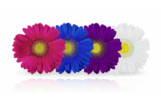 Pink Blue Purple White Daisy Flowers Canvas Art Wall Picture Or Gloss Print