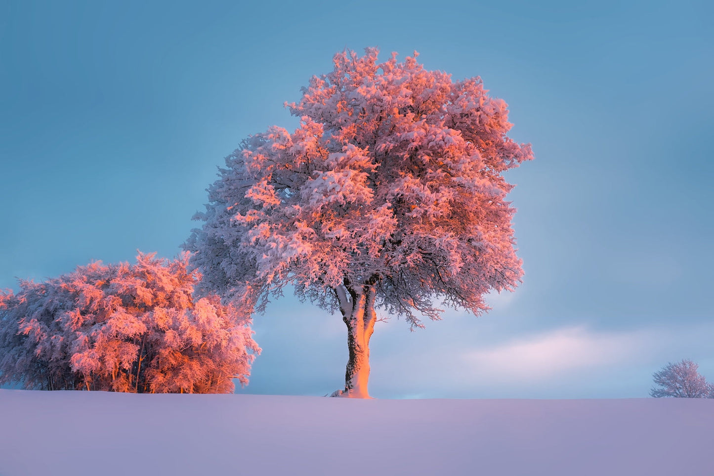 Pink Blue Winter Trees Landscape Canvas Art Wall Picture Or Gloss Print