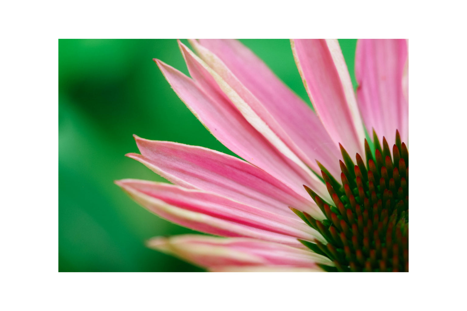 Pink Daisy Flower Green Background Canvas Art Wall Picture Or Gloss Print