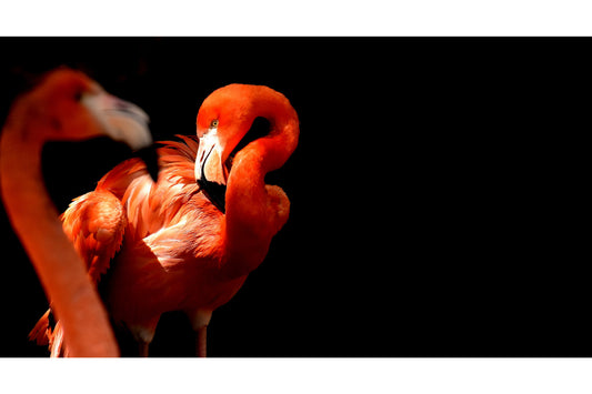 Pink Flamingo Birds Animal Wildlife Canvas Art Wall Picture Or Gloss Print