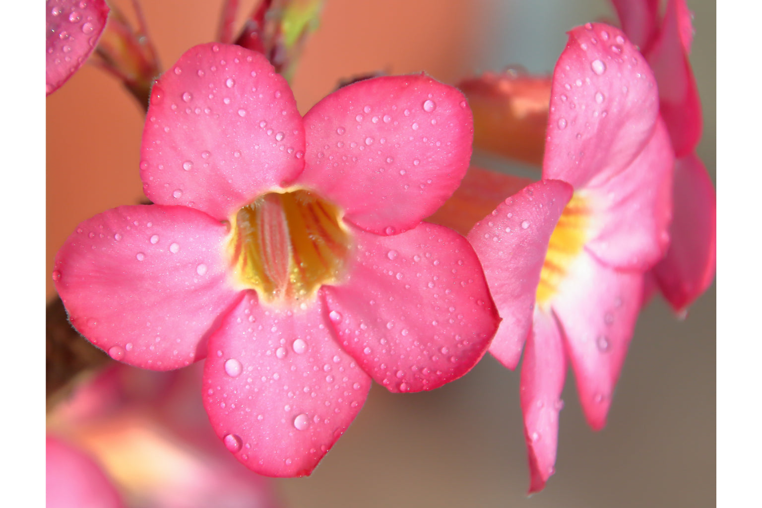 Pink Flowers Water Drops Grey Canvas Art Wall Picture Or Gloss Print