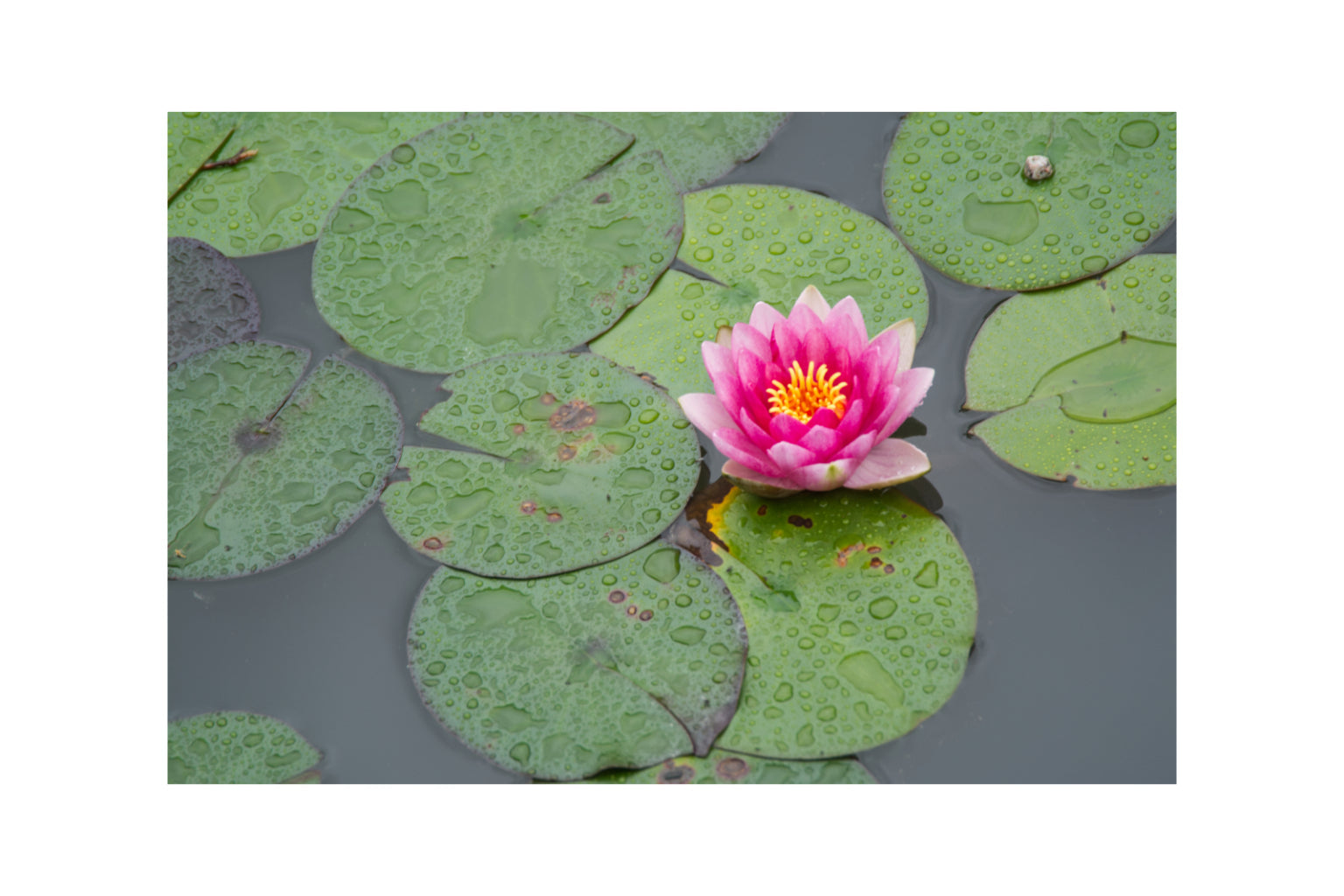 Pink Green Water Pond Lilly Flower Canvas Art Wall Picture Or Gloss Print