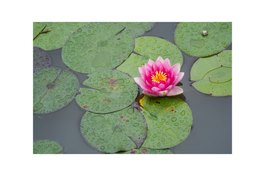 Pink Green Water Pond Lilly Flower Canvas Art Wall Picture Or Gloss Print