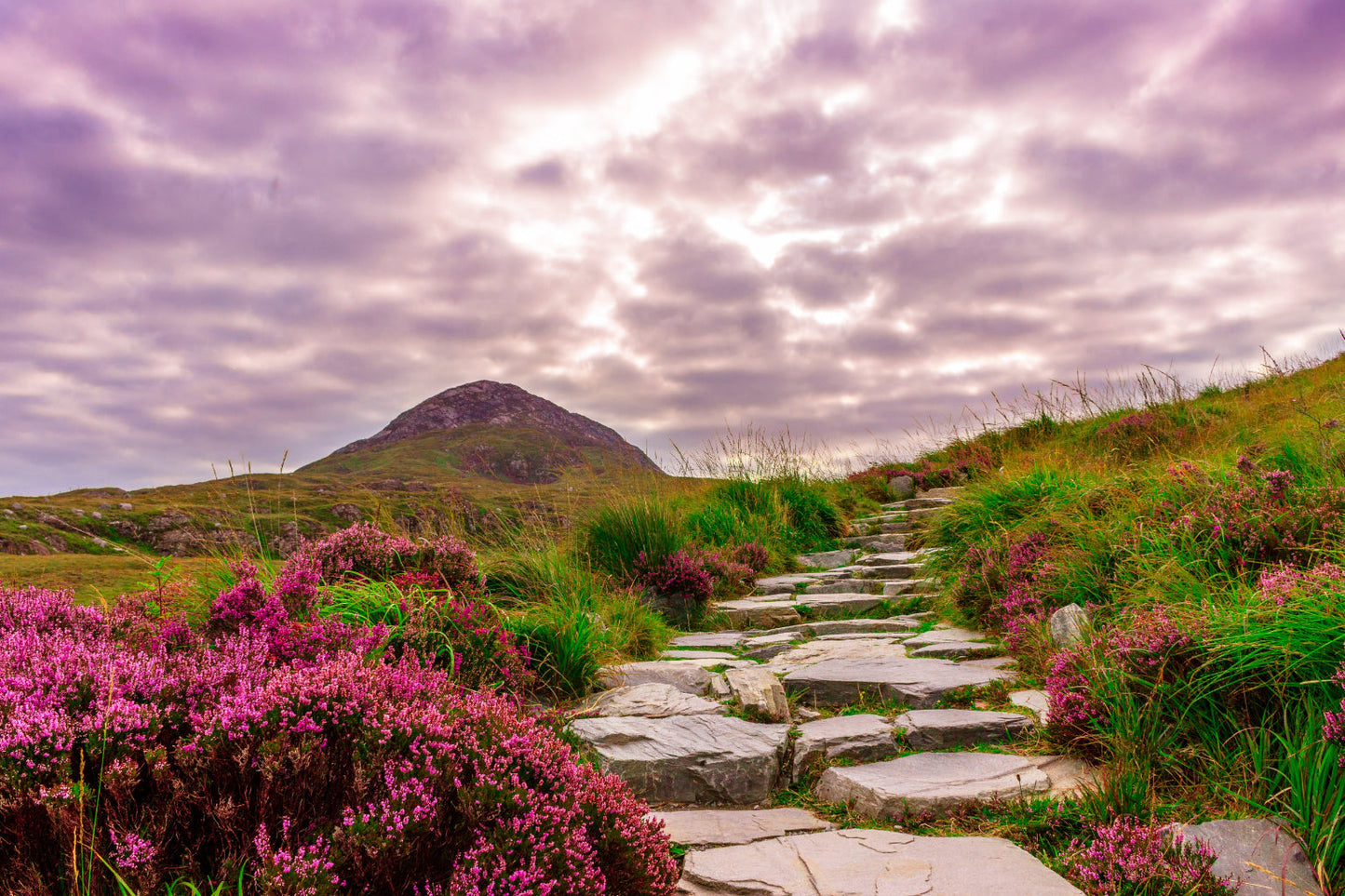 Pink Heather Flowers Pathway Landscape Canvas Art Wall Picture Or Gloss Print