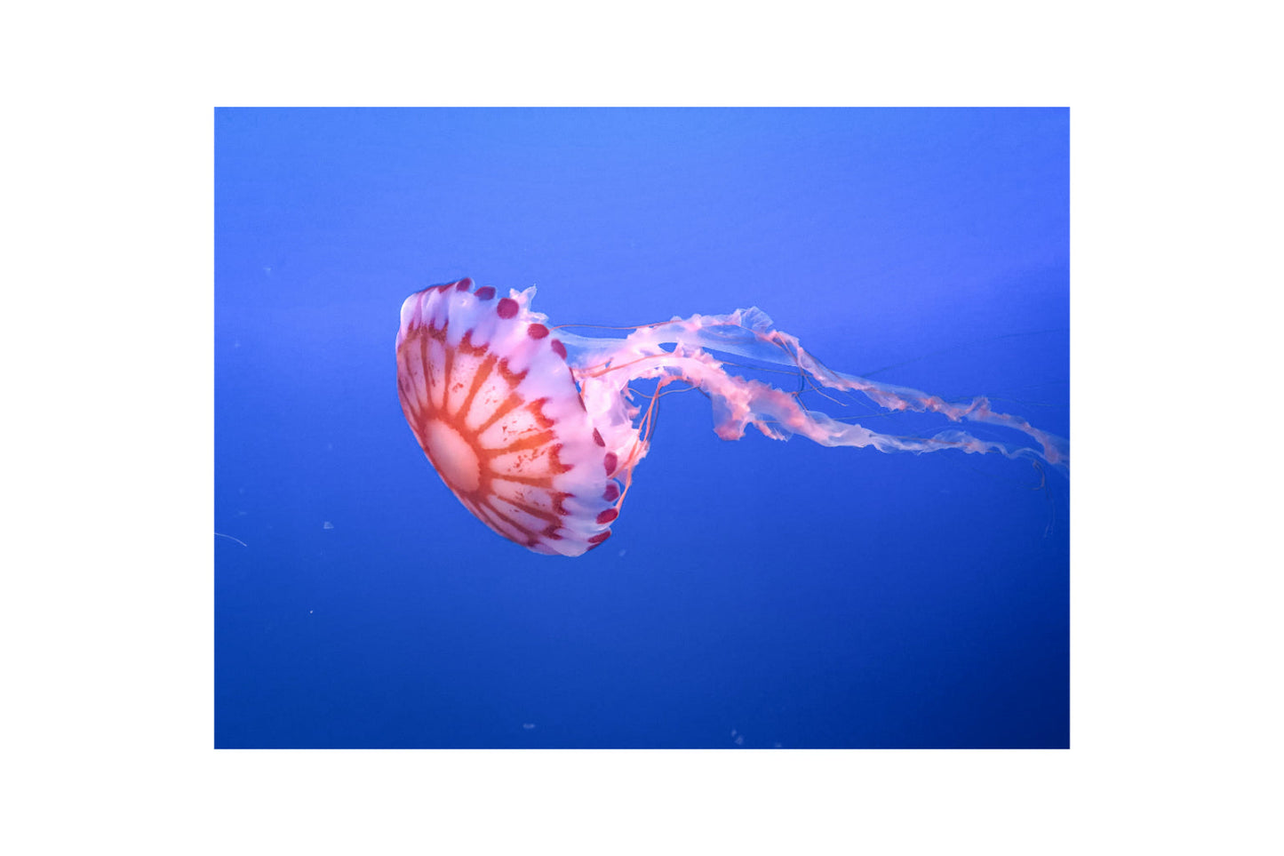 Pink Jelly Fish In Blue Sea Canvas Art Wall Picture Or Gloss Print