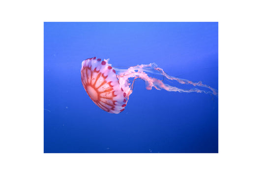 Pink Jelly Fish In Blue Sea Canvas Art Wall Picture Or Gloss Print