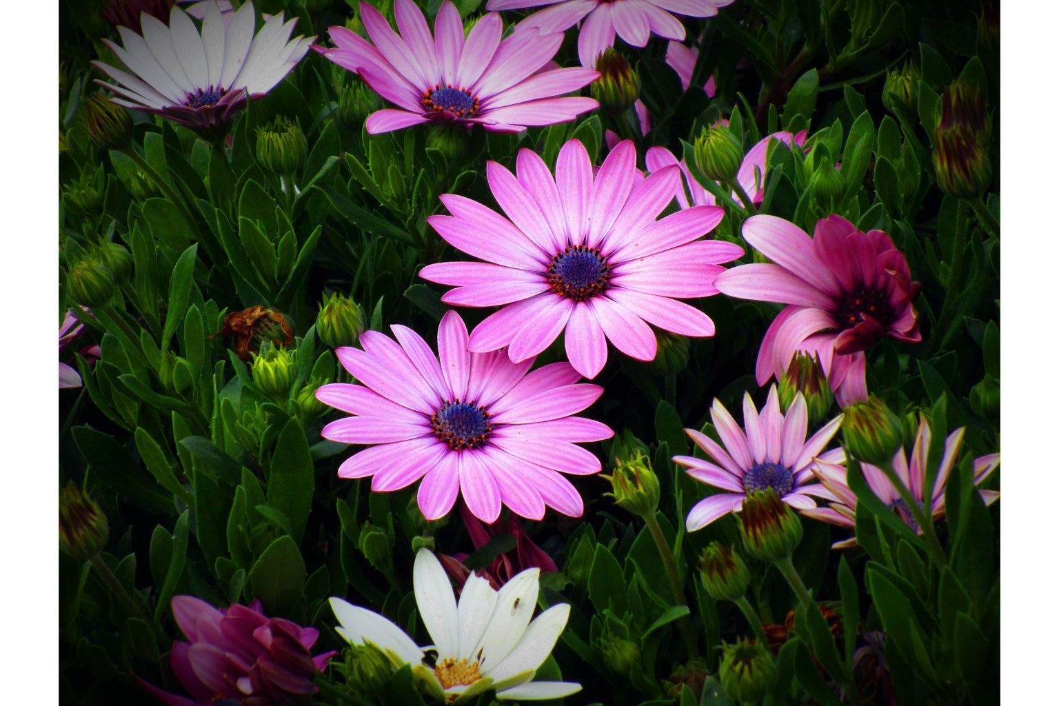 Pink Purple Daisy Flowers Flower Canvas Art Wall Picture Or Gloss Print