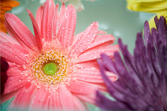 Pink Purple Daisy Flowers Grey Canvas Art Wall Picture Or Gloss Print