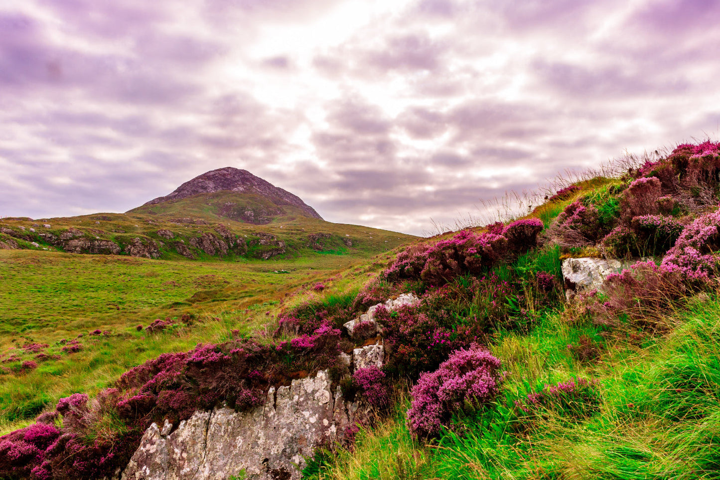 Pink Purple Flowers Heather Fields Landscape Canvas Art Wall Picture Or Gloss Print