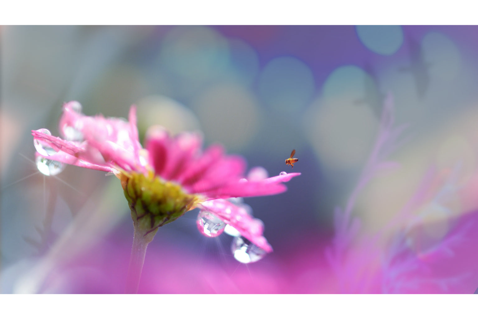 Pink Purple Water Drop Flower Bee Canvas Art Wall Picture Or Gloss Print