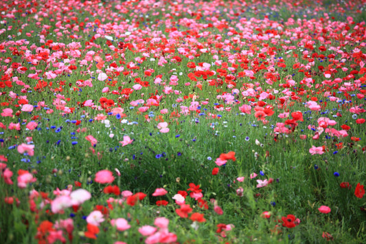 Pink Red Poppy Flower Field Canvas Art Wall Picture Or Gloss Print