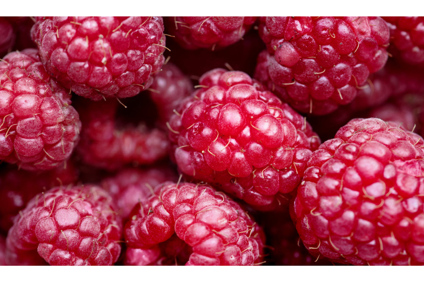 Pink Red Raspberries Fruit Kitchen Food Canvas Art Wall Picture Or Gloss Print