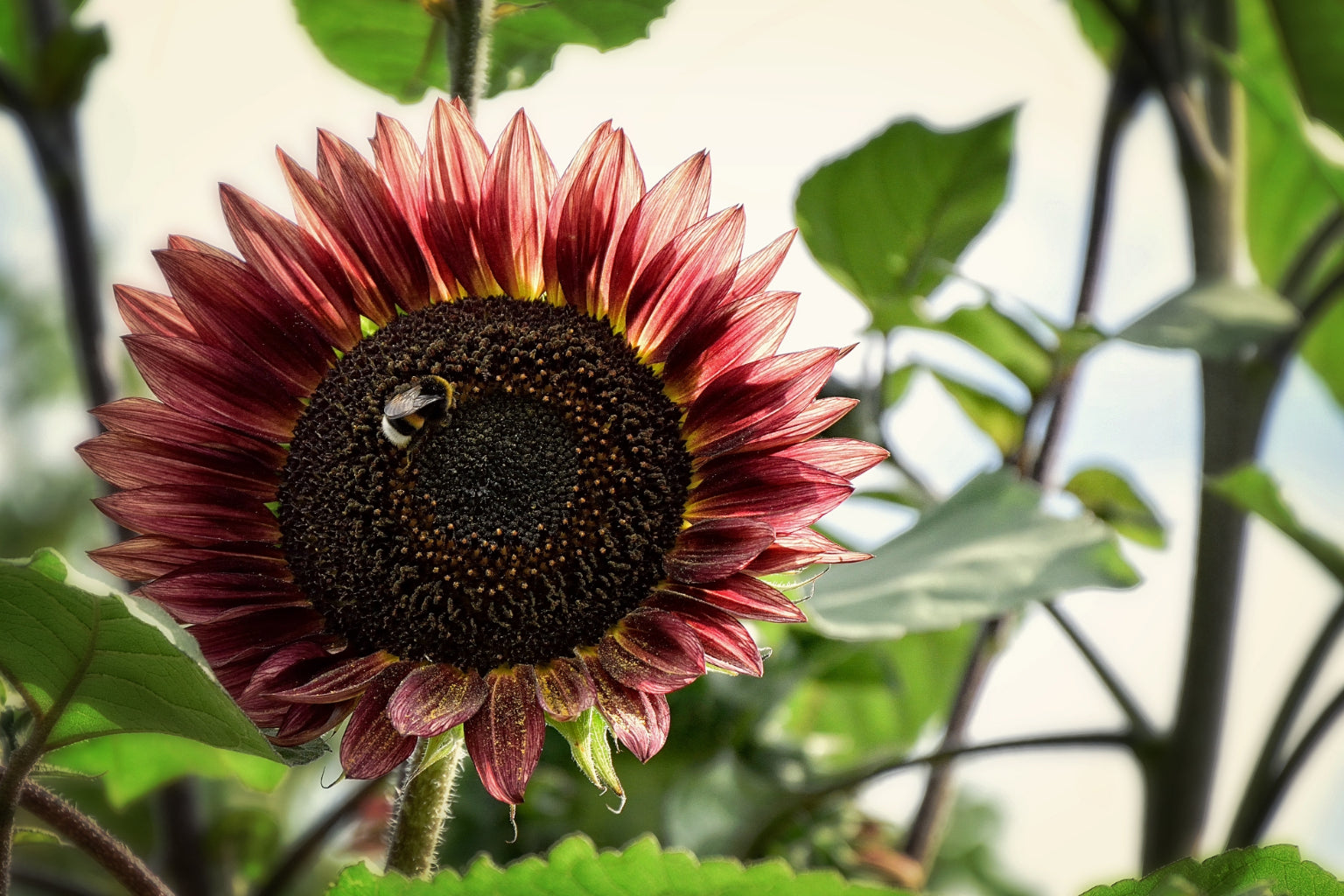 Pink Red Sunflower Flower Green Bee Canvas Art Wall Picture Or Gloss Print