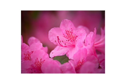 Pink Rhododendron Flowers Canvas Art Wall Picture Or Gloss Print