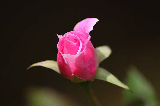 Pink Rose Bloom Flower Canvas Art Wall Picture Or Gloss Print