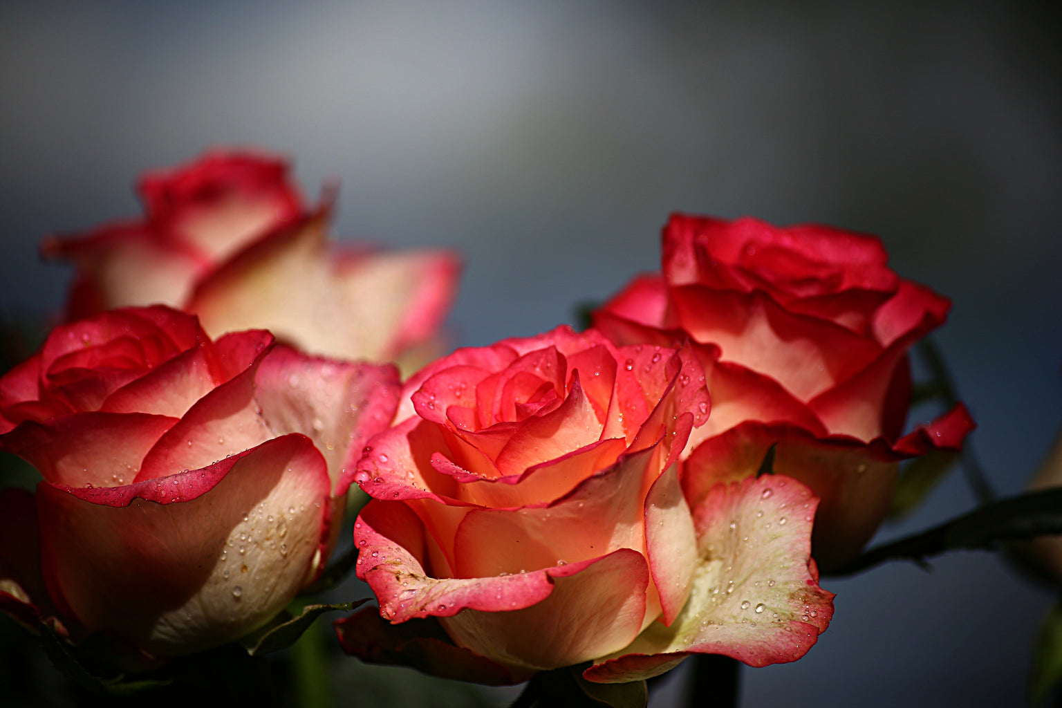 Pink Roses Flowers Grey Canvas Art Wall Picture Or Gloss Print