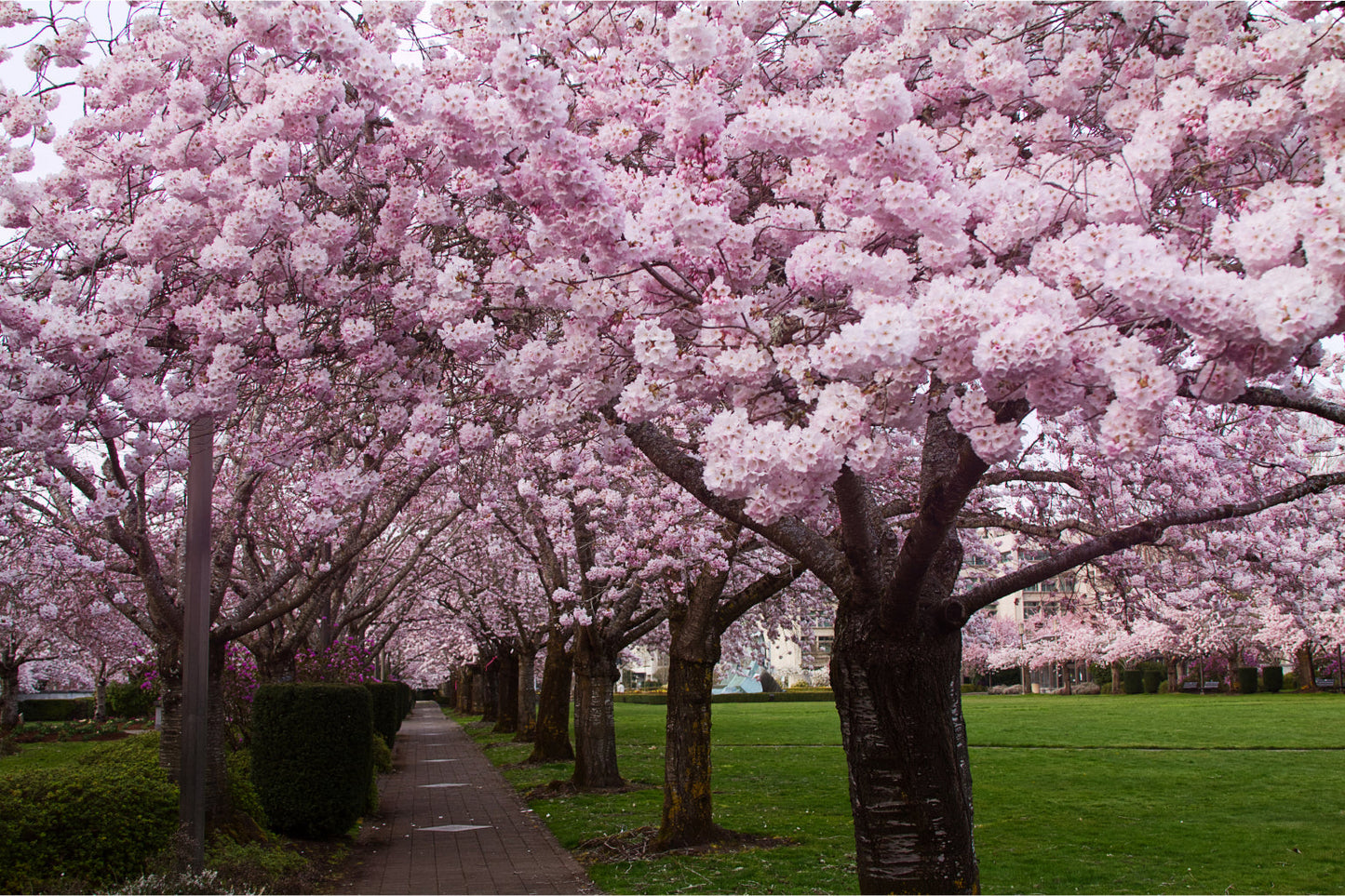 Pink Trees Green Grass Landscape Flowers Canvas Art Wall Picture Or Gloss Print