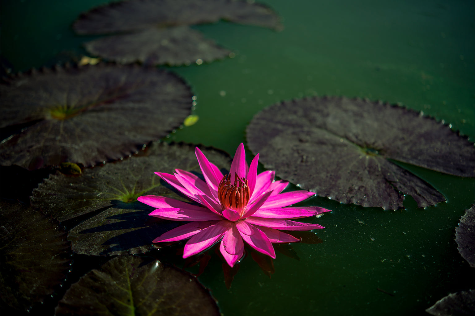 Pink Water Flower Canvas Art Wall Picture Or Gloss Print