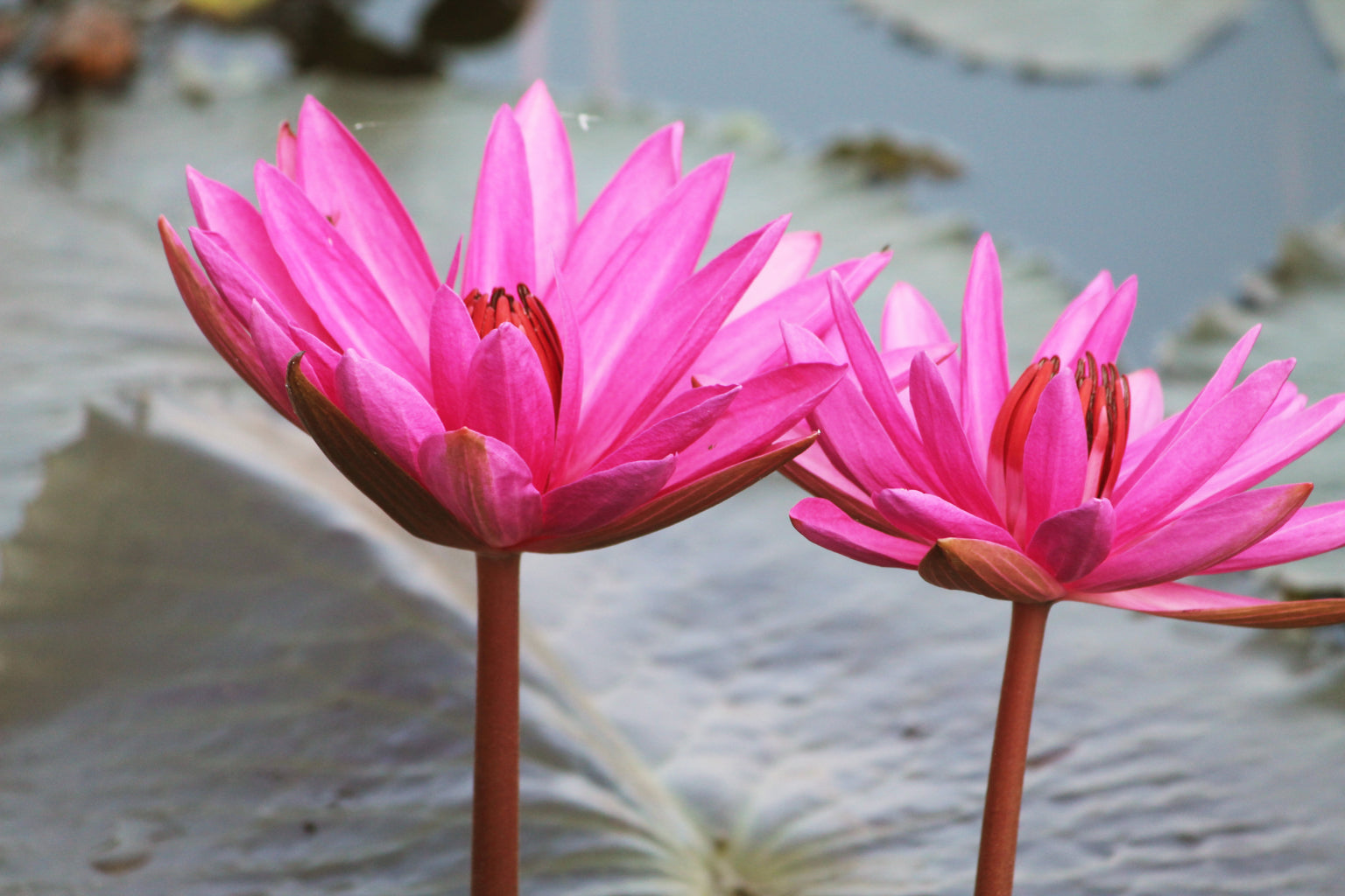 Pink Water Flowers Canvas Art Wall Picture Or Gloss Print