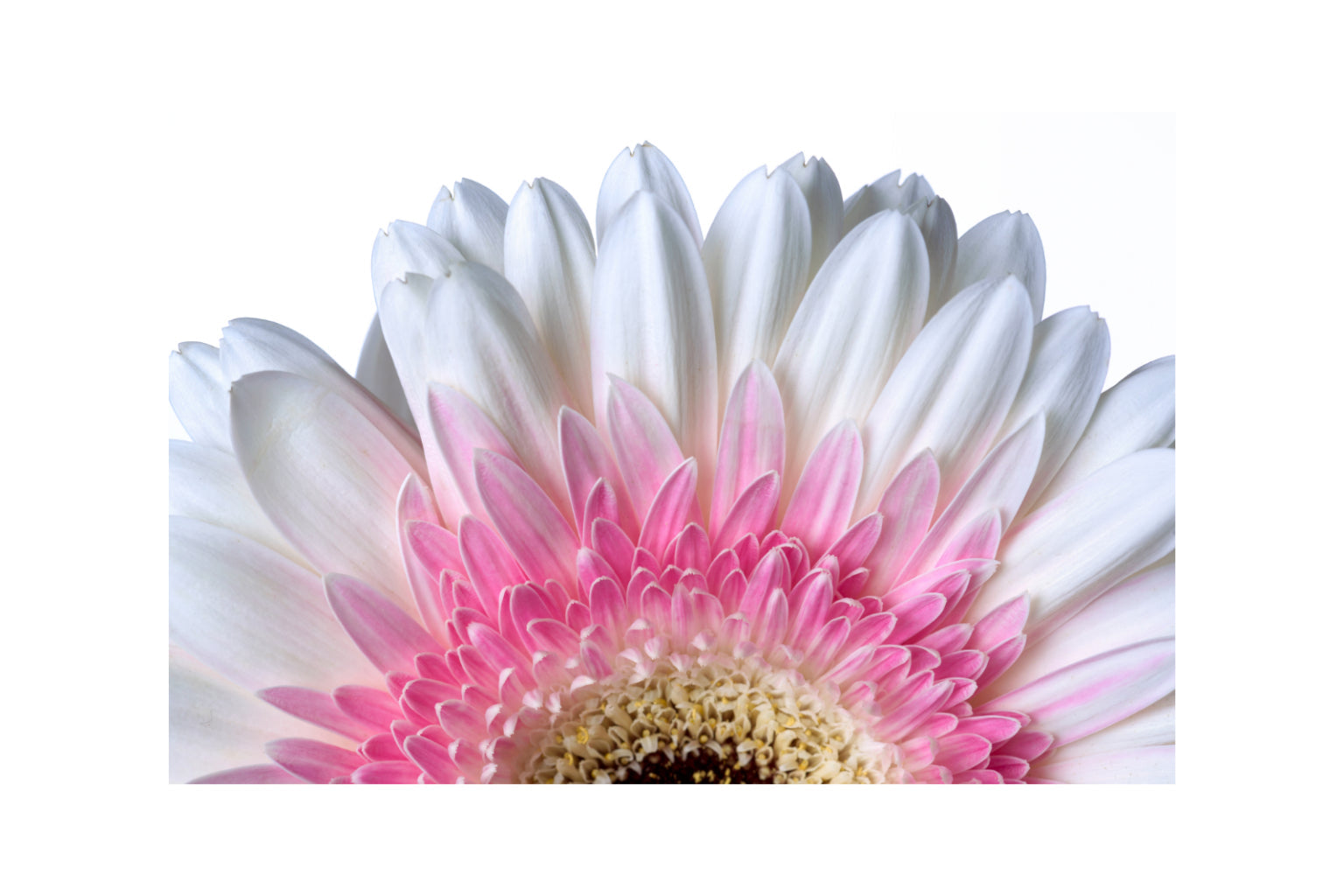 Pink White Daisy Flower Flowers Canvas Art Wall Picture Or Gloss Print