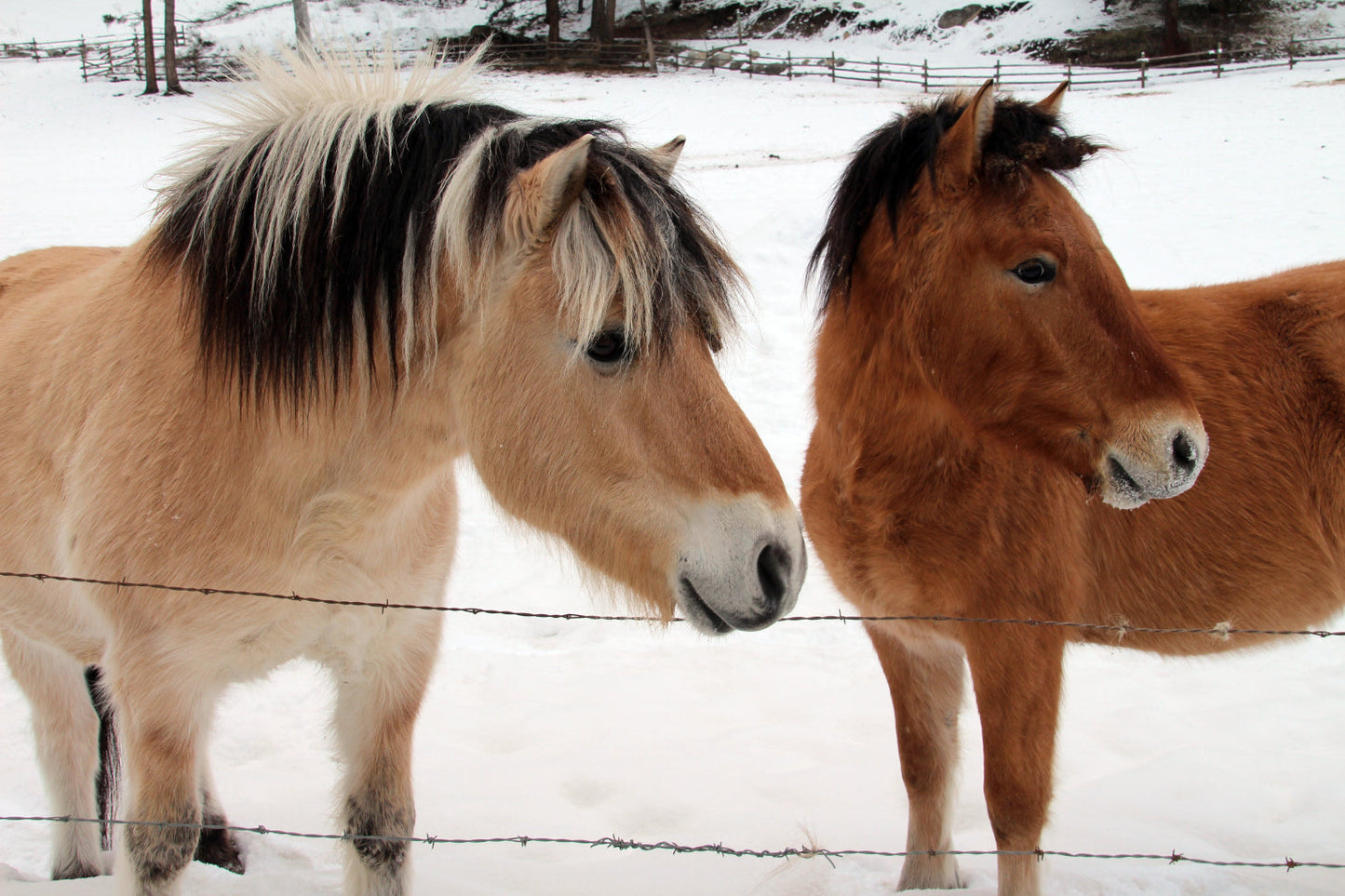 Ponies In Snow Pony Animal Wildlife Canvas Art Wall Picture Or Gloss Print