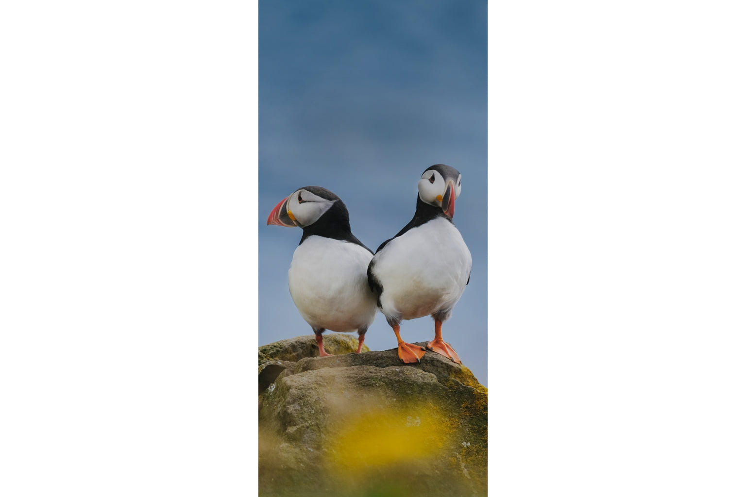 Puffin Birds Animal Wildlife Canvas Art Wall Picture Or Gloss Print