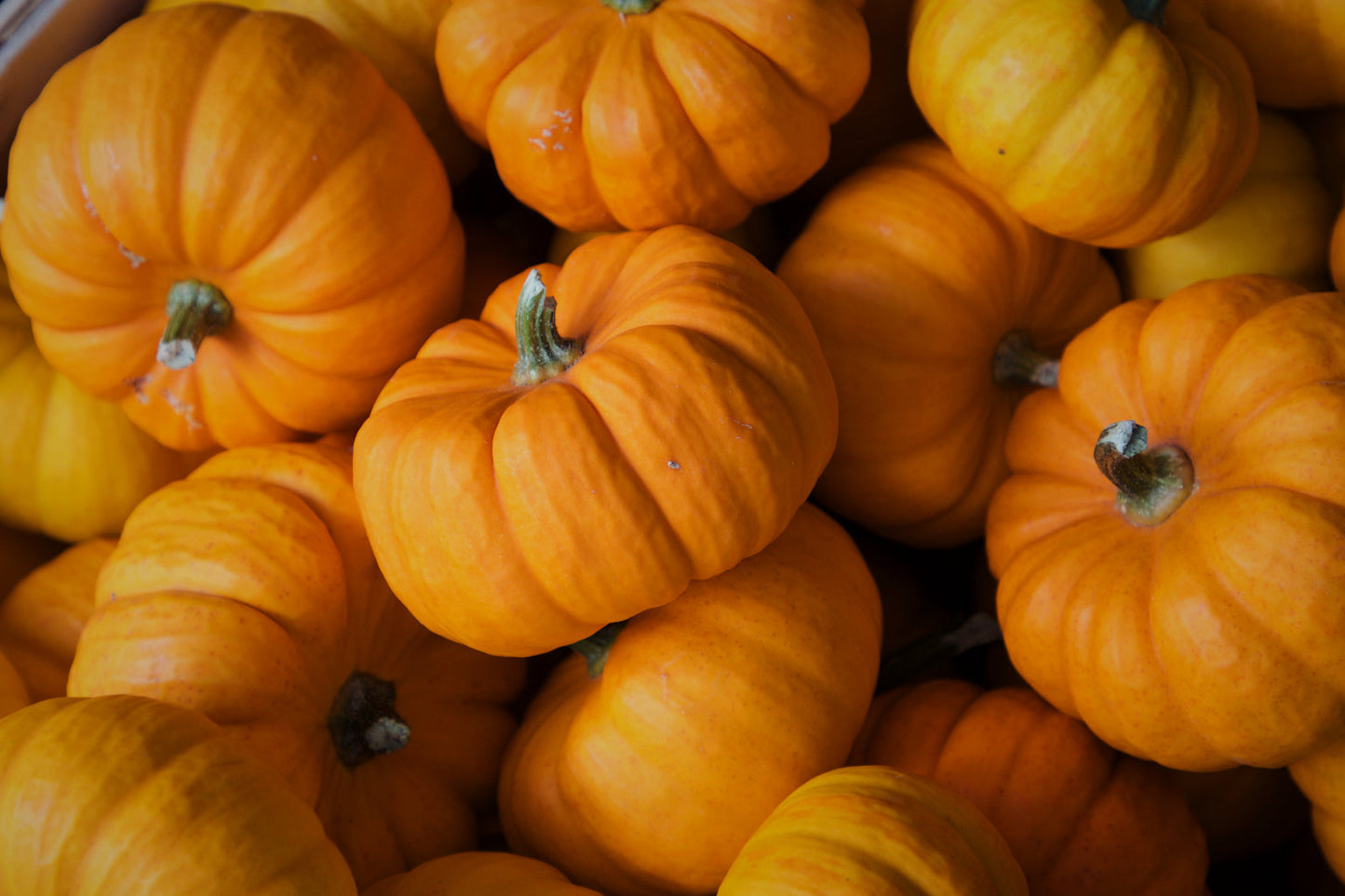 Pumpkins Orange Vegetables Food Kitchen Canvas Art Wall Picture Or Gloss Print