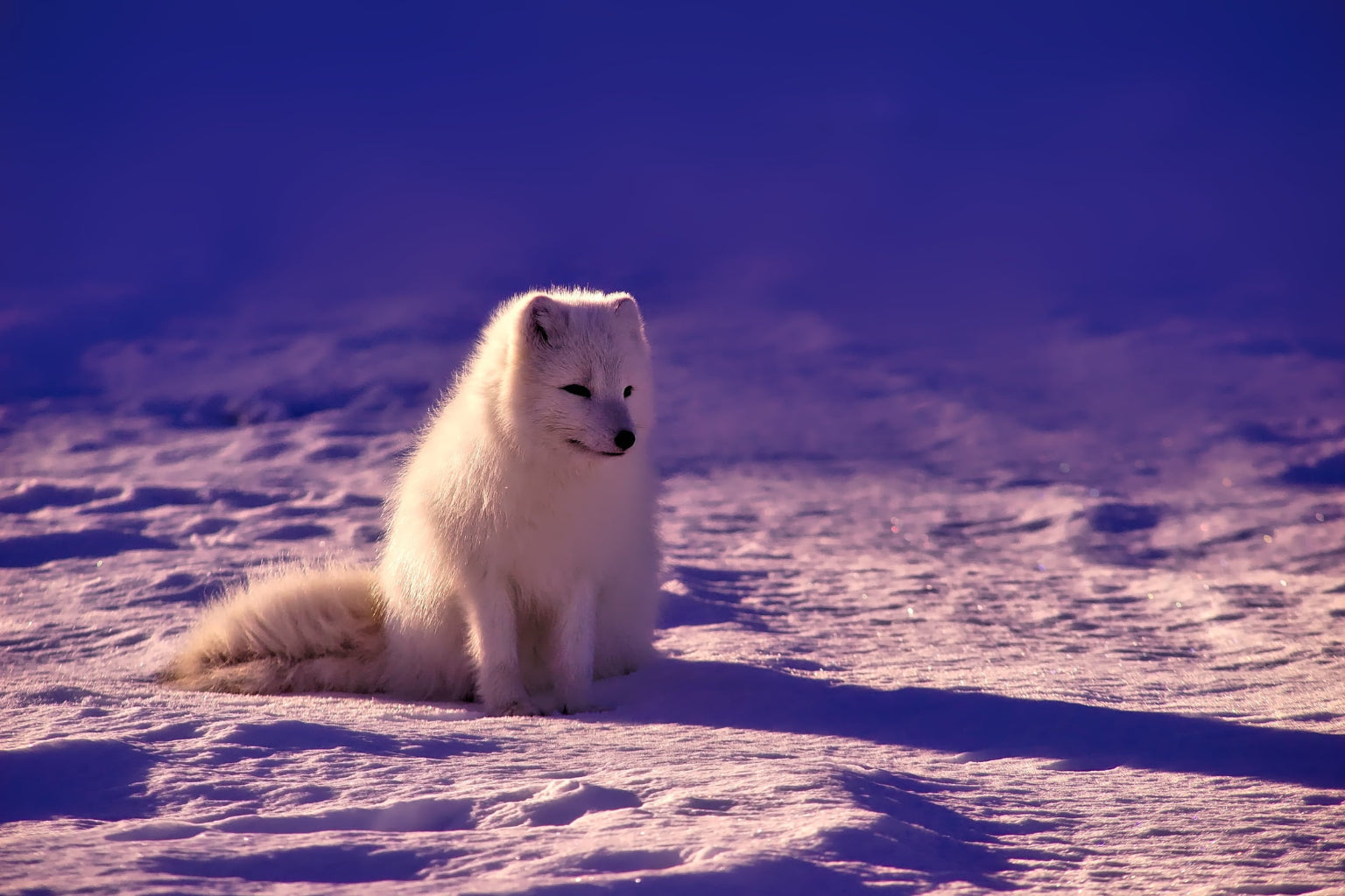 Purple Arctic White Fox Animal Wildlife Canvas Art Wall Picture Or Gloss Print