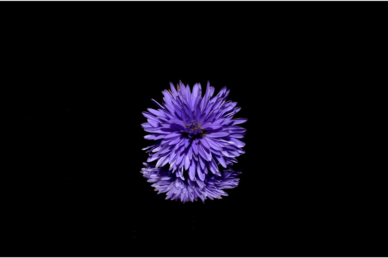 Purple Black Flower Bloom Canvas Art Wall Picture Or Gloss Print