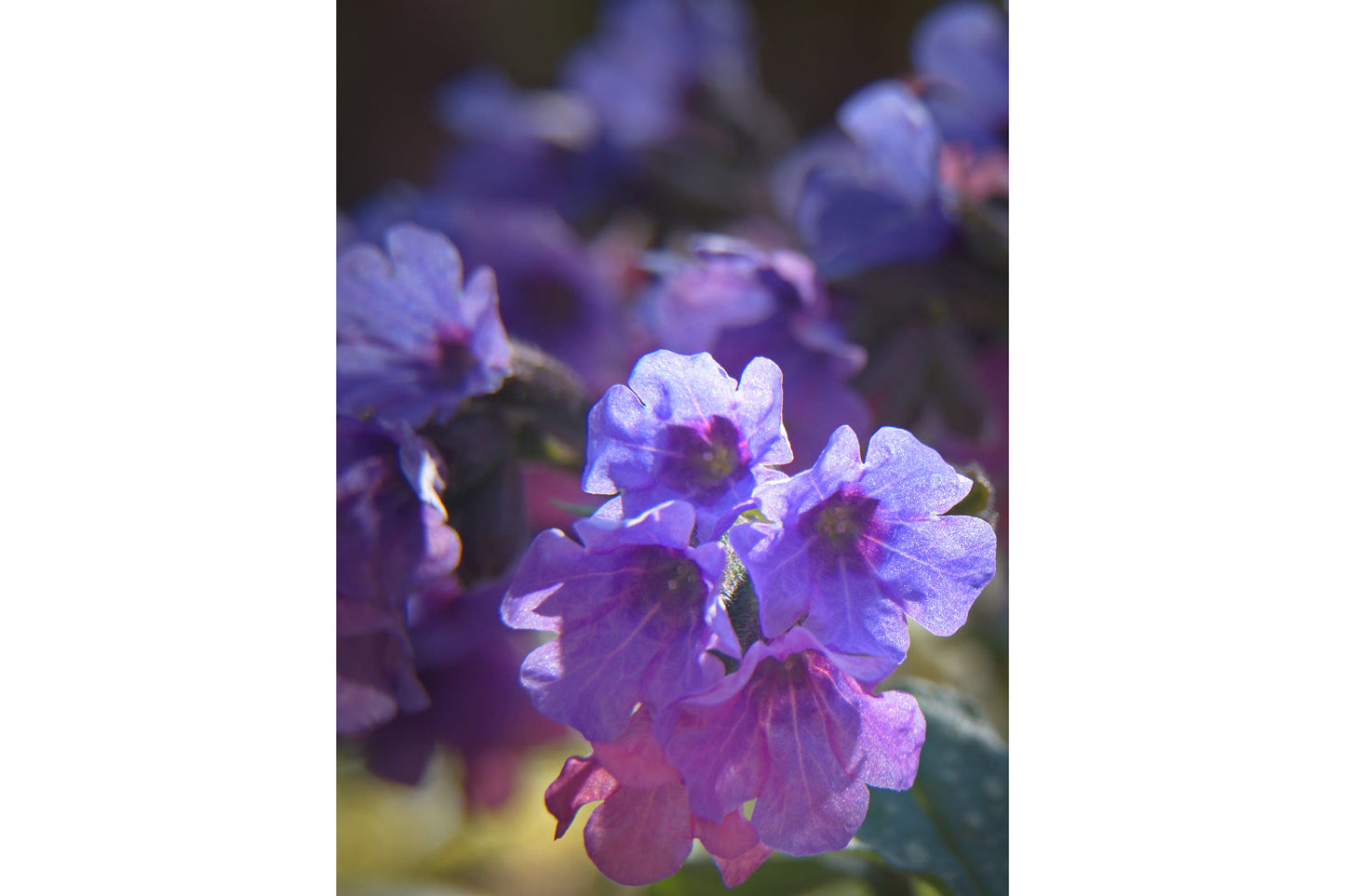 Purple Bloom Flower Flowers Floral Canvas Art Wall Picture Or Gloss Print