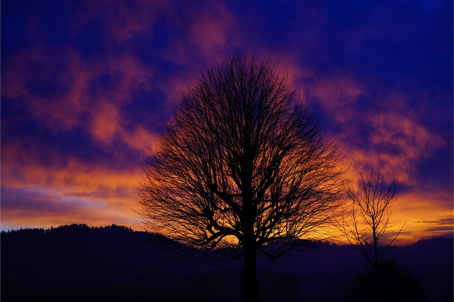 Purple Blue Orange Sunset Tree Canvas Art Wall Picture Or Gloss Print