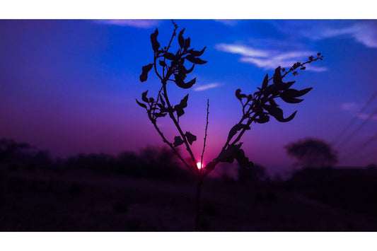 Purple Blue Sunset Through Plant Canvas Art Wall Picture Or Gloss Print