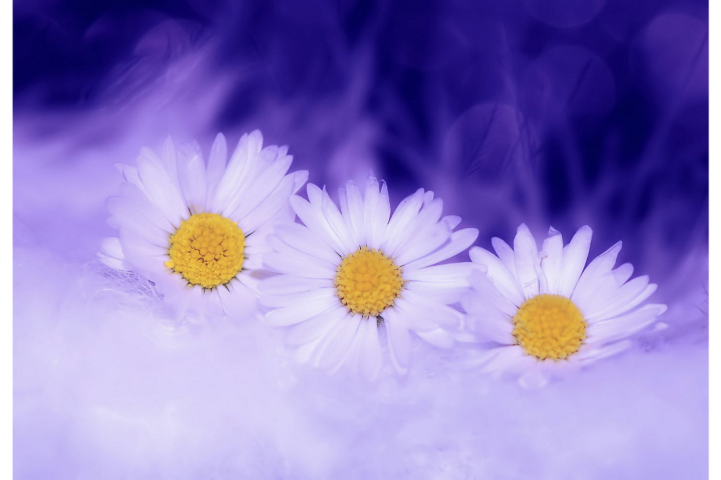 Purple Blue White Daisy Flowers Canvas Art Wall Picture Or Gloss Print