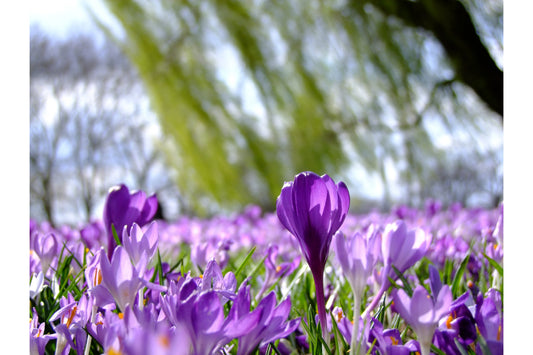 Purple Crocus Flowers Canvas Art Wall Picture Or Gloss Print