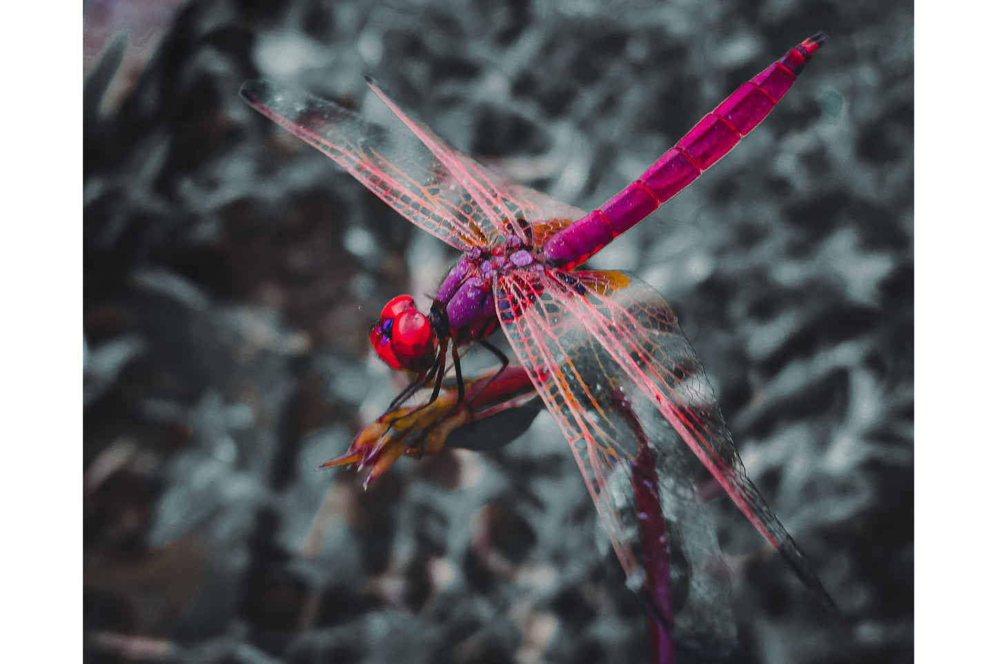 Purple Dragonfly Insect Animal Wildlife Canvas Art Wall Picture Or Gloss Print