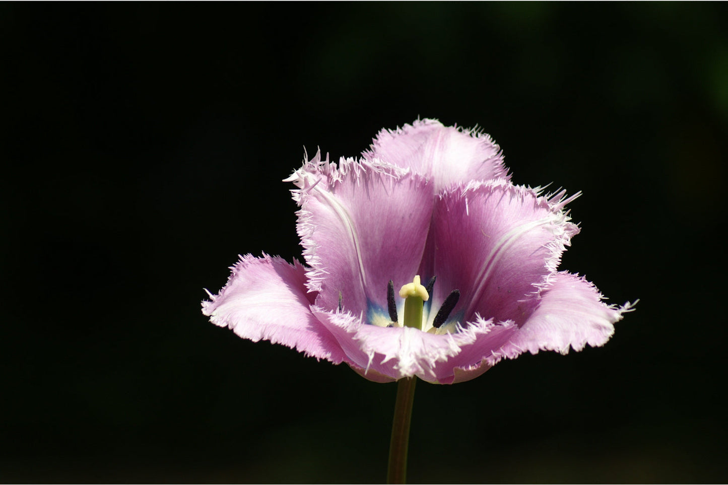 Purple Feather Flower Floral Black Canvas Art Wall Picture Or Gloss Print