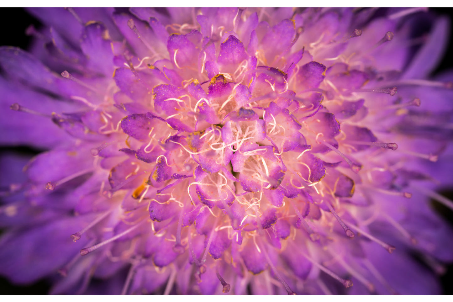 Purple Flower Bloom Light Canvas Art Wall Picture Or Gloss Print