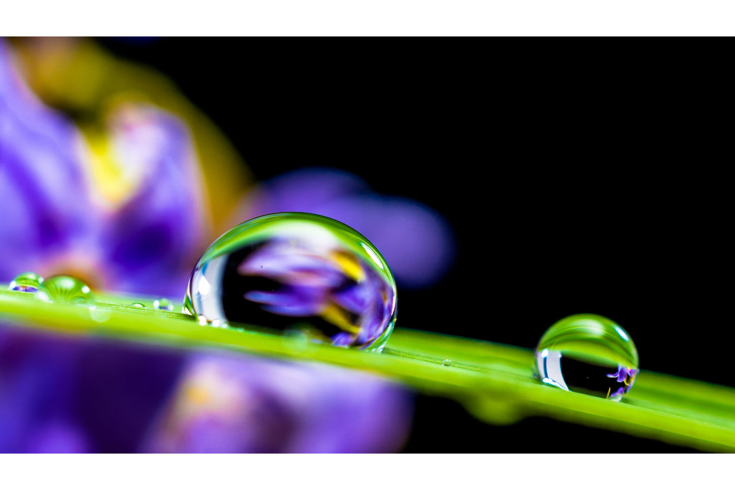 Purple Flower Green Leaf Water Drop Canvas Art Wall Picture Or Gloss Print