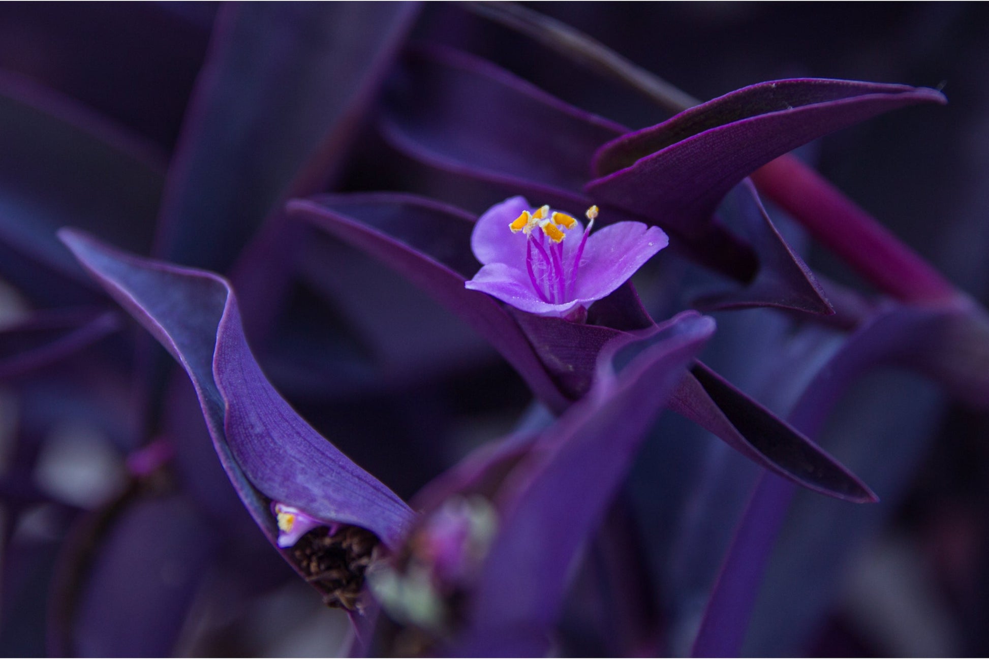 Purple Flowers Floral Flower Canvas Art Wall Picture Or Gloss Print