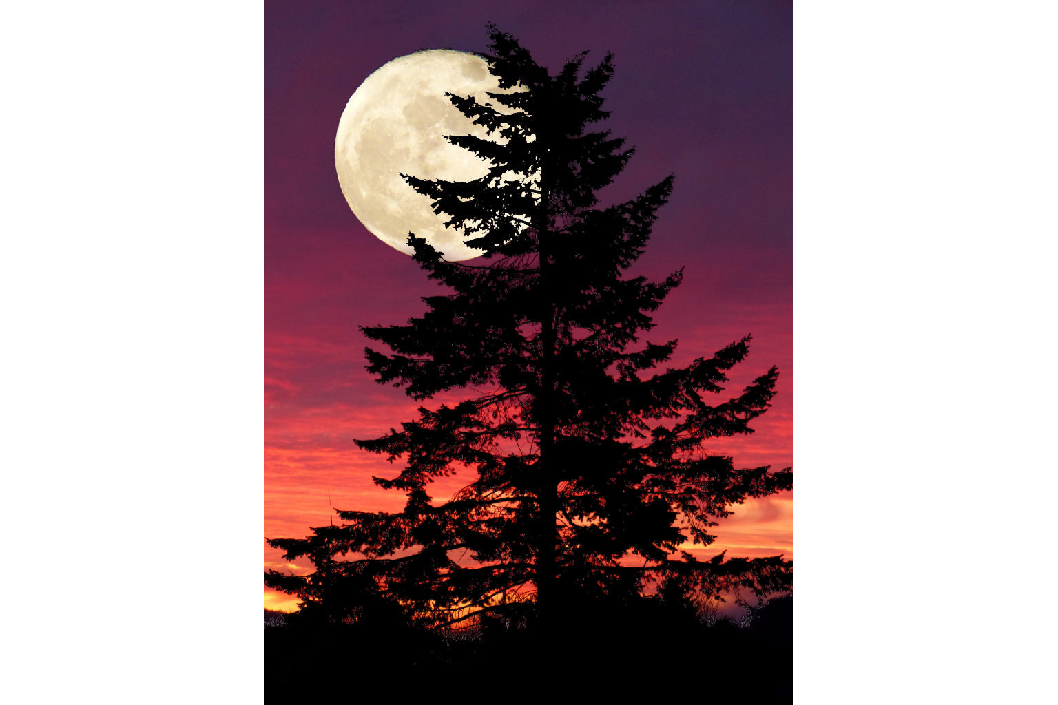 Purple Full Moon Tree Landscape Canvas Art Wall Picture Or Gloss Print