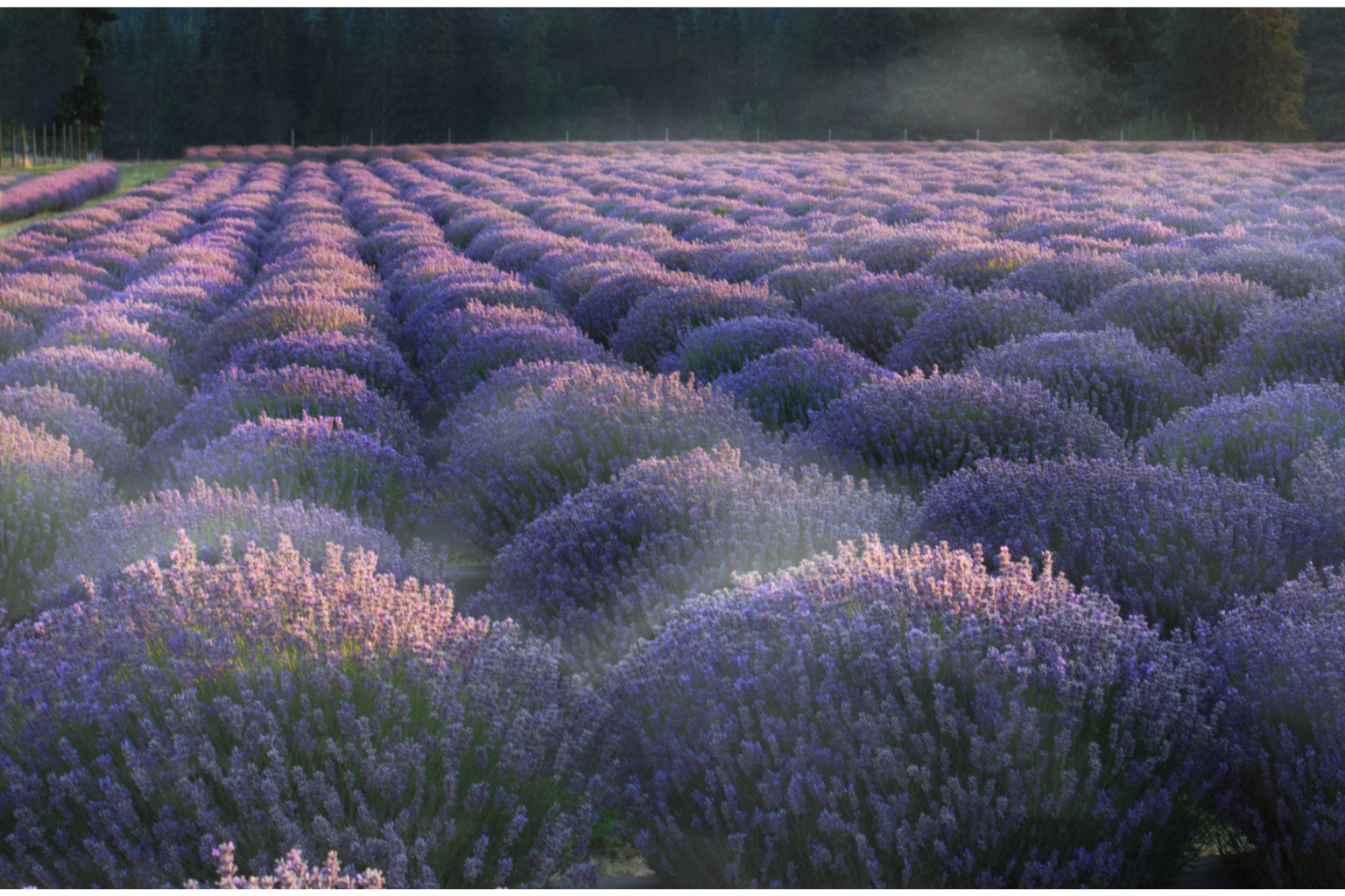 Purple Lavender Flowers Field Flower Canvas Art Wall Picture Or Gloss Print