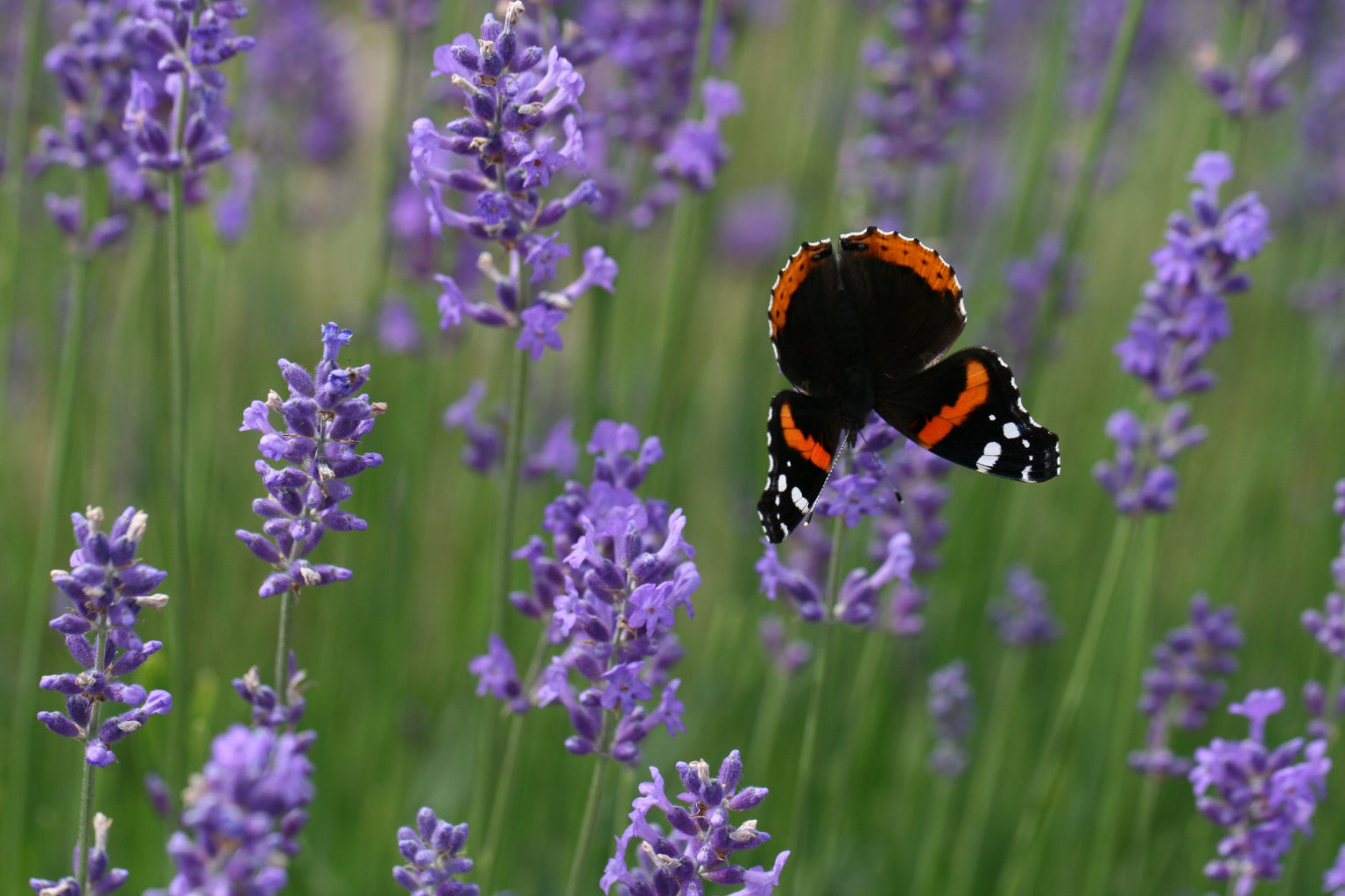 Purple Lavender Flowers Orange Butterfly Canvas Art Wall Picture Or Gloss Print