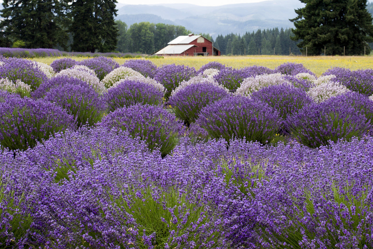 Purple Lavender Green Field Flowers Canvas Art Wall Picture Or Gloss Print