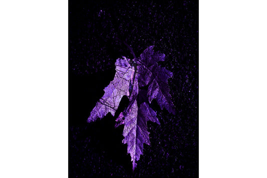 Purple Leaves Abstract Canvas Art Wall Picture Or Gloss Print