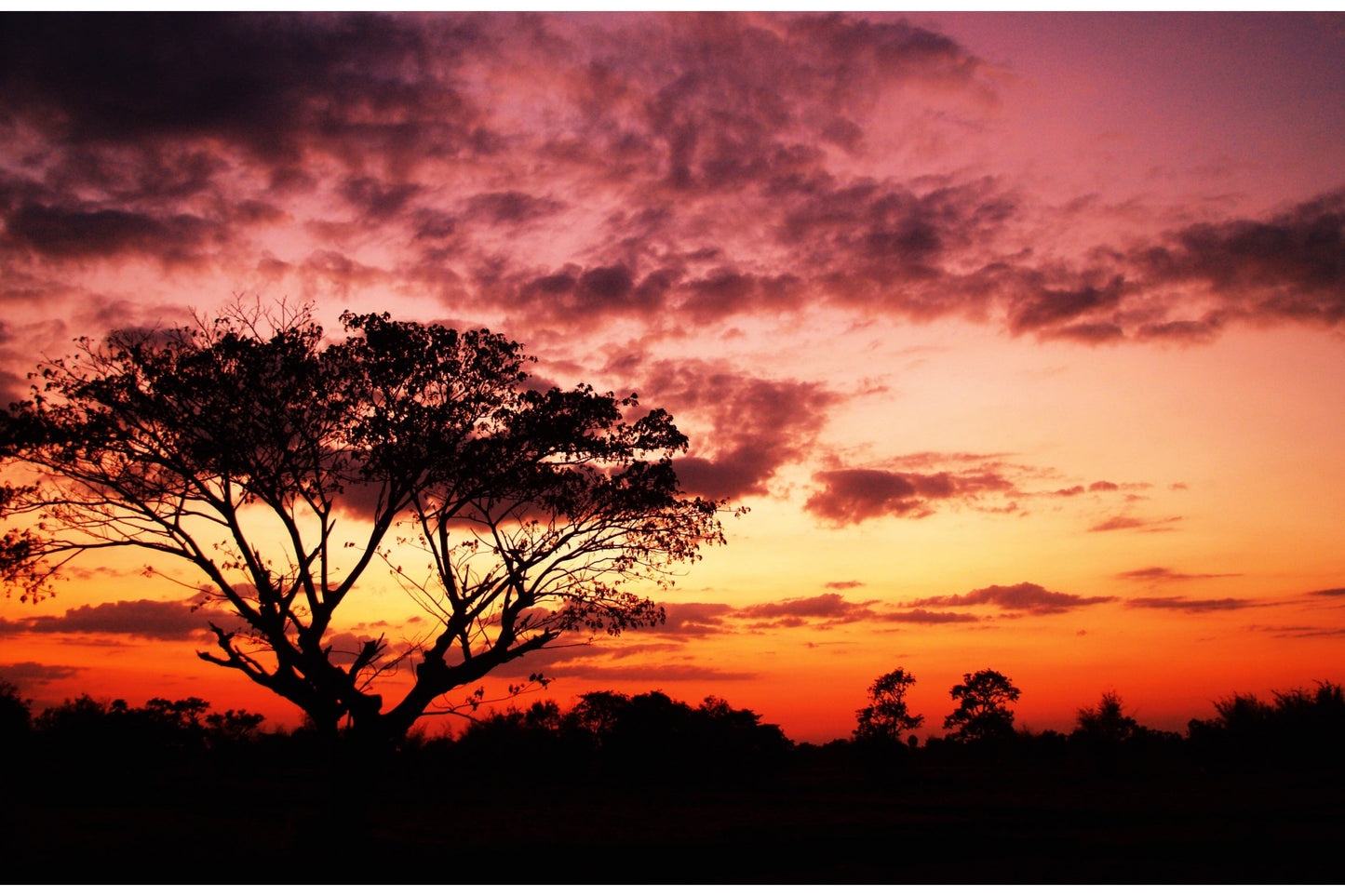 Purple Orange Sunset Tree Landscape Canvas Art Wall Picture Or Gloss Print