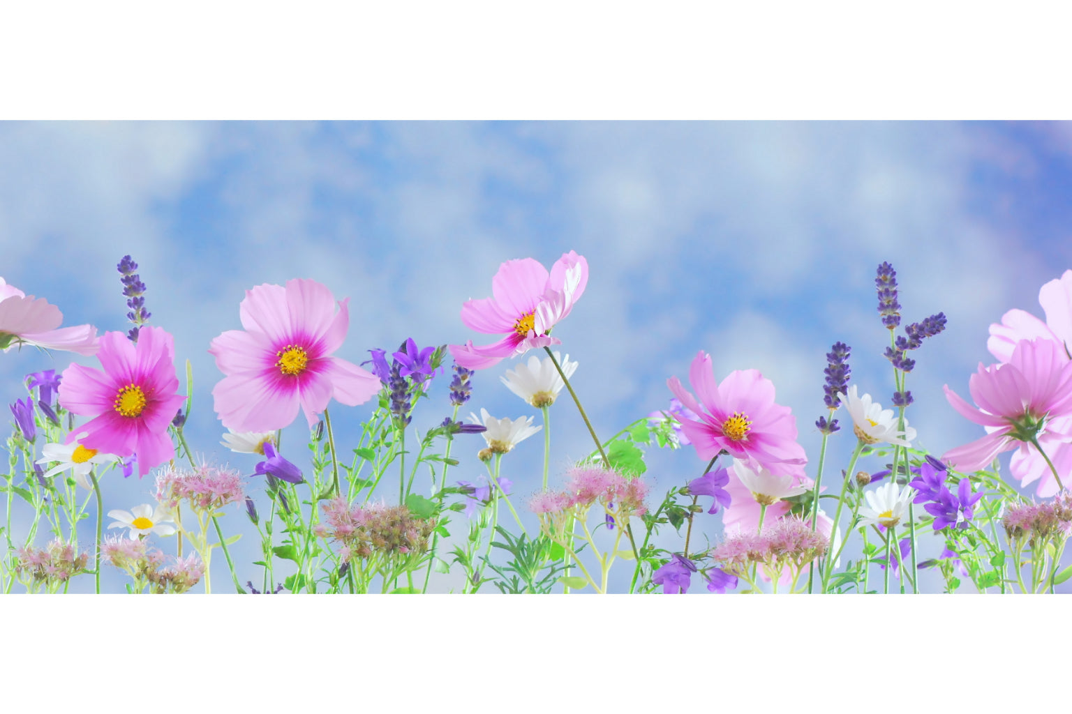 Purple Pink Blue Wild Flowers Canvas Art Wall Picture Or Gloss Print