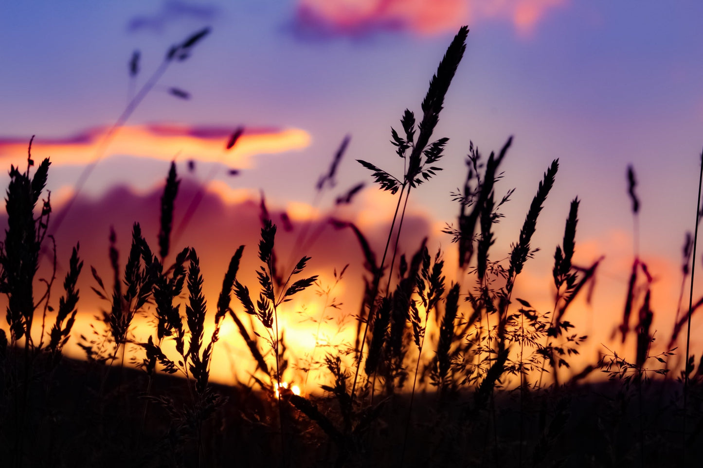 Purple Pink Sunset Wheat Canvas Art Wall Picture Or Gloss Print